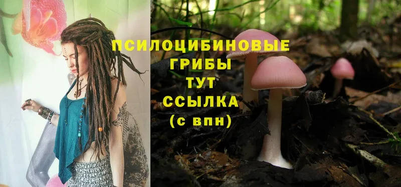 Галлюциногенные грибы Psilocybe  где продают   Калязин 